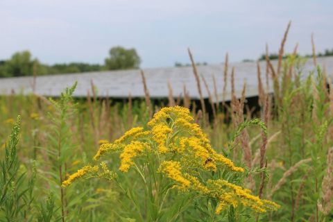 Gelbe Planze vor Solarpark