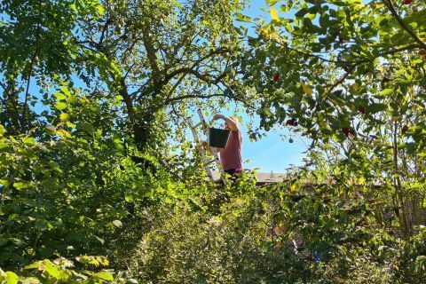 Mitarbeiter pflückt Birnen